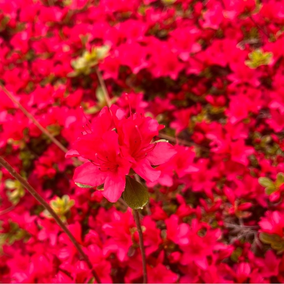 Meet your Posher, Kat - Picture 1 of 1